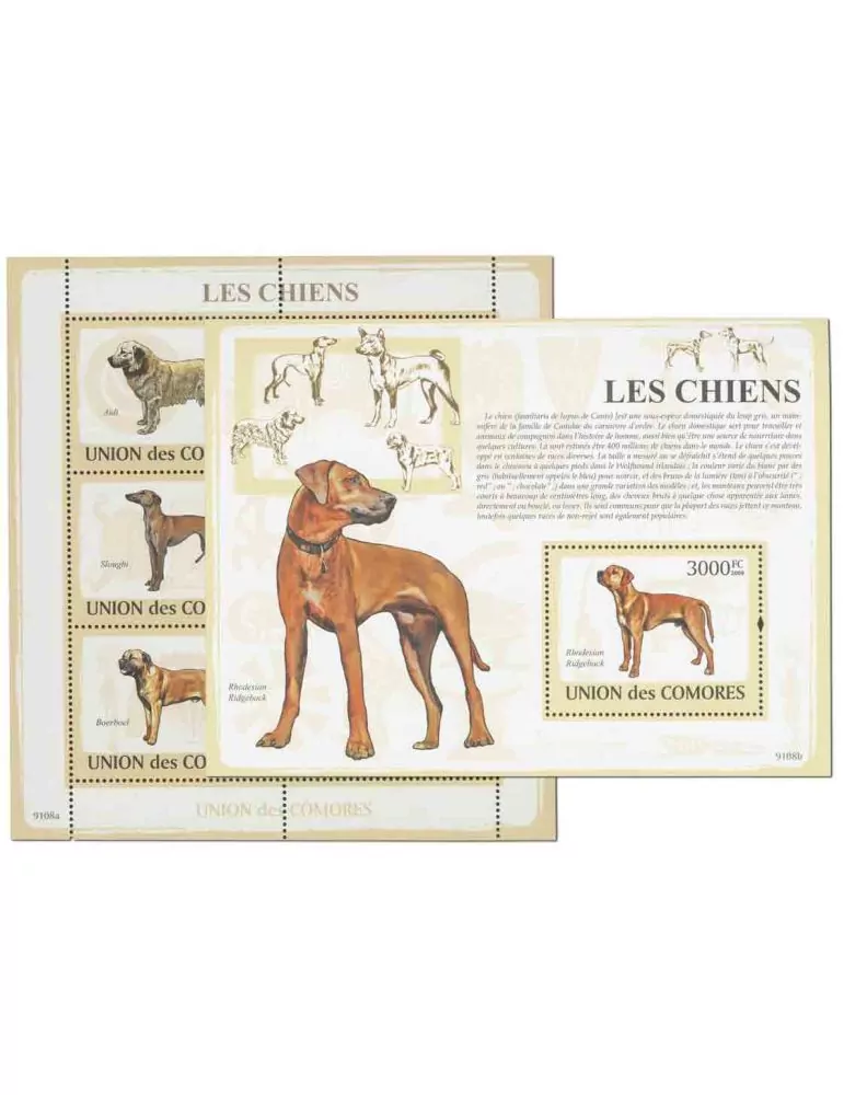 COMORES : Thématique (Les chiens)