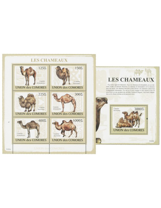 COMORES : Thématique (Les Chameaux)